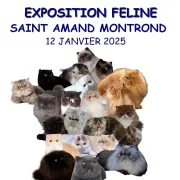 Exposition féline, spéciale races exotic shorthair et persan