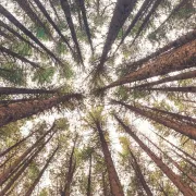 Exposition - Forêts d'ici