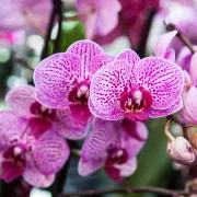 Exposition internationale d’orchidées à Volgelsheim en 2025