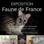 Exposition  La Faune De France