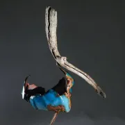 Exposition « Les Ailes De L\'Inattendu » De Valérie Cerutti