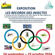 Exposition | Les records des insectes