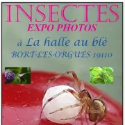 Exposition photos Insectes