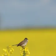 Exposition photos Oiseaux du Berry et d'ailleurs