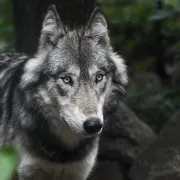 Exposition Sur les traces des loups à la médiathèque Johel Coutura