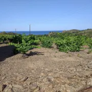 Fascinant Week-End : Journée Découverte Du Vin Naturel Au Domaine La Pedra Pintada