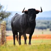 Ferias de Nîmes