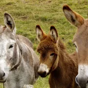 Ferme pour enfants