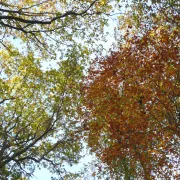 Fête de l'arbre