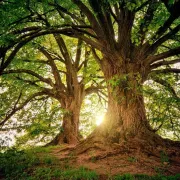 Fête de l'arbre et de l'Environnement