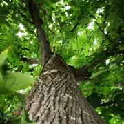 Fête de l\'arbre et des plantes : 16eme éditions