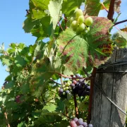 Fête de la bernache : Les Caves aux Caux - vins Creuzet à Thoré-la-Rochette