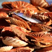 Fête de la Coquille, des produits de la Mer et de la Gastronomie