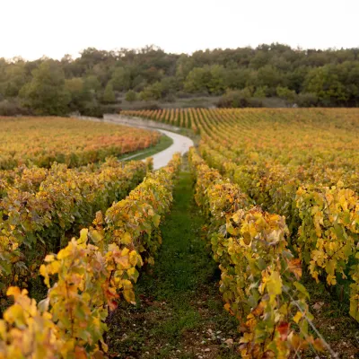 Fête de la Saint-Vincent tournante en Bourgogne 2025