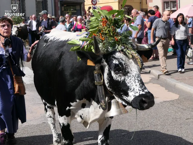 Les jolies vaches défilent à la fin de l'été