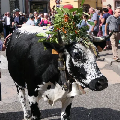 Fête de la Transhumance et de la Tourte 2024 à Munster