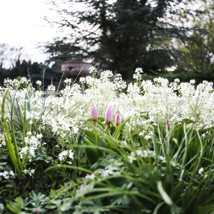 Fête des Plantes de Schoppenwihr