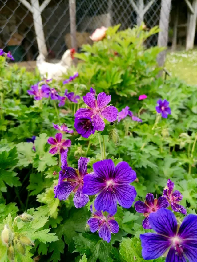 La beauté des fleurs du parc de Schoppenwihr