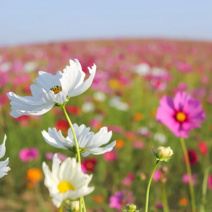 Fête des Plantes et du Printemps 