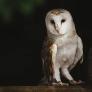 Fête des rapaces et Spectacle de fauconnerie à Terres d'Oiseaux