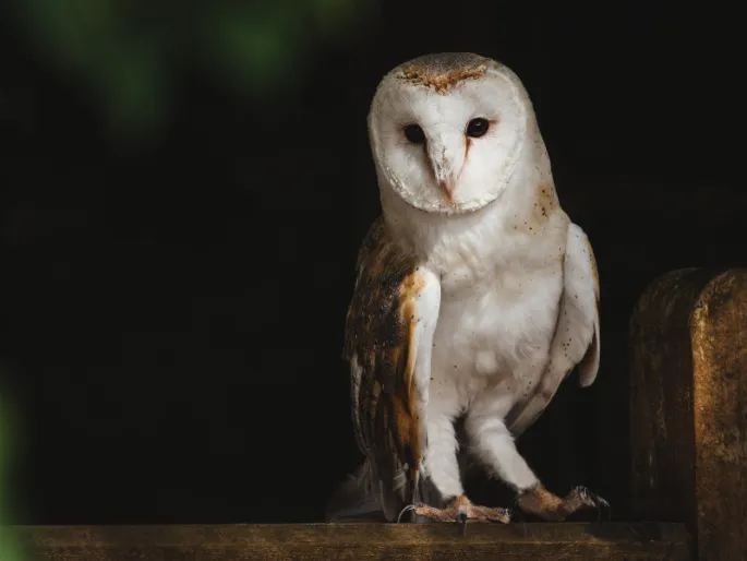 Fête des rapaces et Spectacle de fauconnerie à Terres d'Oiseaux