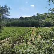 Fête des Vendanges de Saint-Marcellin