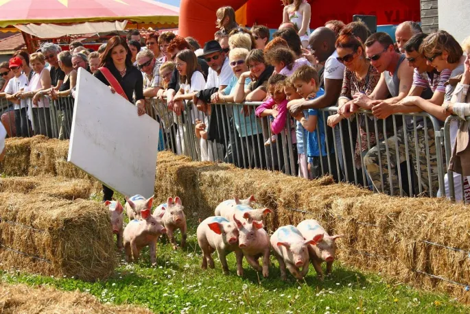 Les cochons, on les fait courir à Ungersheim !