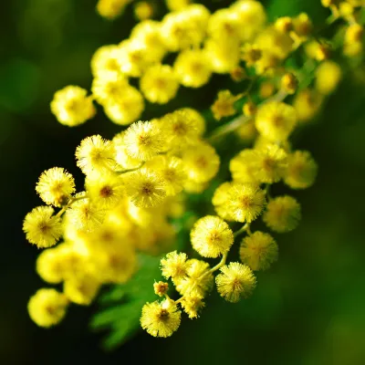 Fête du mimosa à Mandelieu-la-Napoule