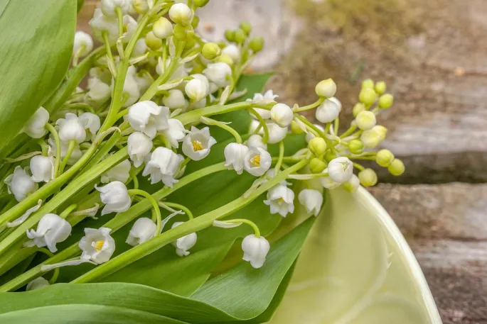 Fête du Muguet à Dabo 