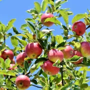 Fête fruitière et de l'artisanat  au Foyer Rural