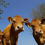 Foire aux bovins