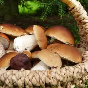 Foire Aux Champignons Aumont-Aubrac