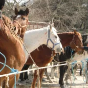 Foire aux chevaux