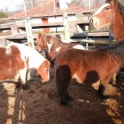 Foire aux Pottok