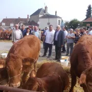 Foire bovine