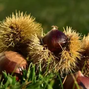 Foire d\'automne  de Beaulieu-sur-Dordogne