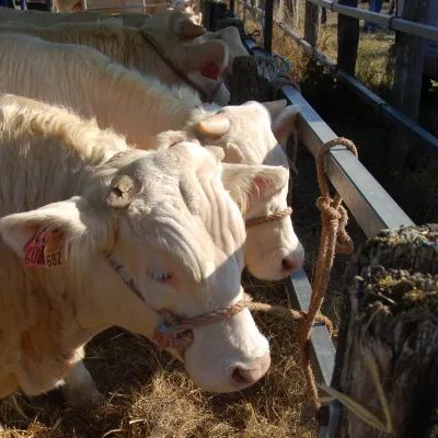 La Foire de Poussay, la plus grande foire agricole des Vosges