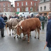 Foire Saint André de Livarot - Concours d'animaux de viande et dégustation de tripes