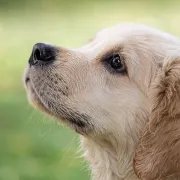 Formation à La Communication Animale