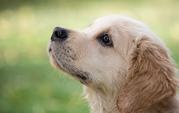 Formation à La Communication Animale