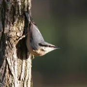 Formation aux oiseaux des jardins : découverte des oiseaux à la mangeoire - 1/2 journée