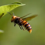 Frelon asiatique: comment assurer le piégeage des reines