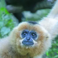 Le gibbon fait partie d'un programme de conservation au zoo de Mulhouse &copy; dr