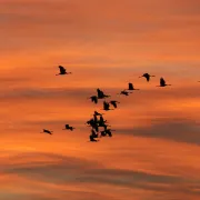 Goûter avec les Grues cendrées