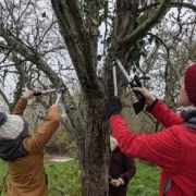 Greffe et taille d'arbres fruitiers à Boursay