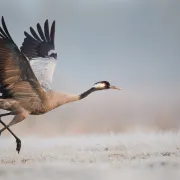 Grue cendrée et gastronomie landaise