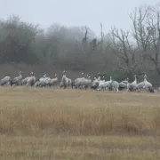 Grues cendrées