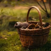 Initiation à l\'étude des champignons de nos forêts