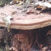 Initiation à la découverte des chamignons