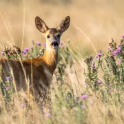 Initiation au pistage animalier